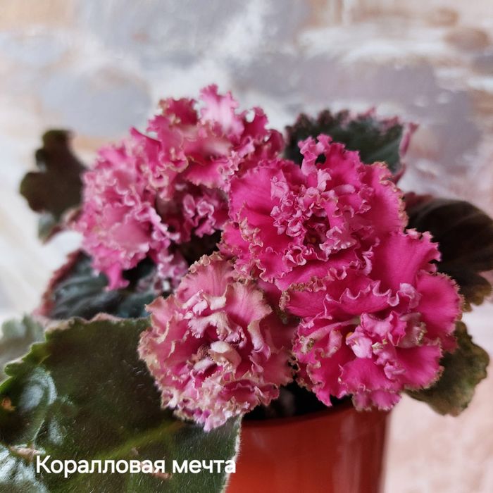 Комнатная фиалка