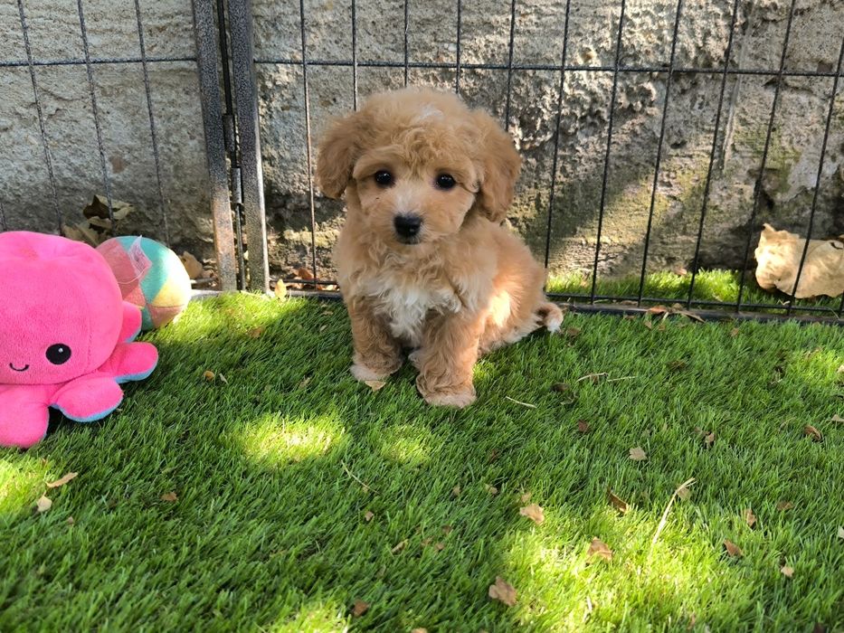 Vand fetita Maltipoo f1 rosu toy