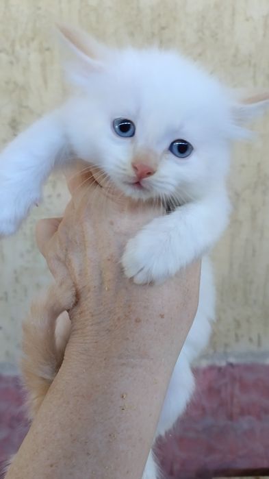 Котята крысоловы