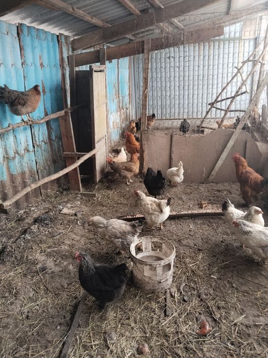Куры домашние продаю
