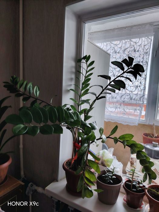 Продам замиокулькас (долларовое дерево)