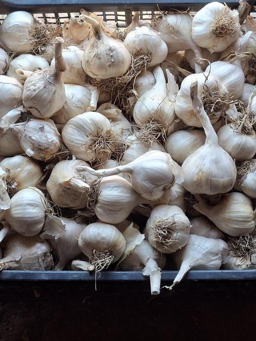 Vand usturoi de vara