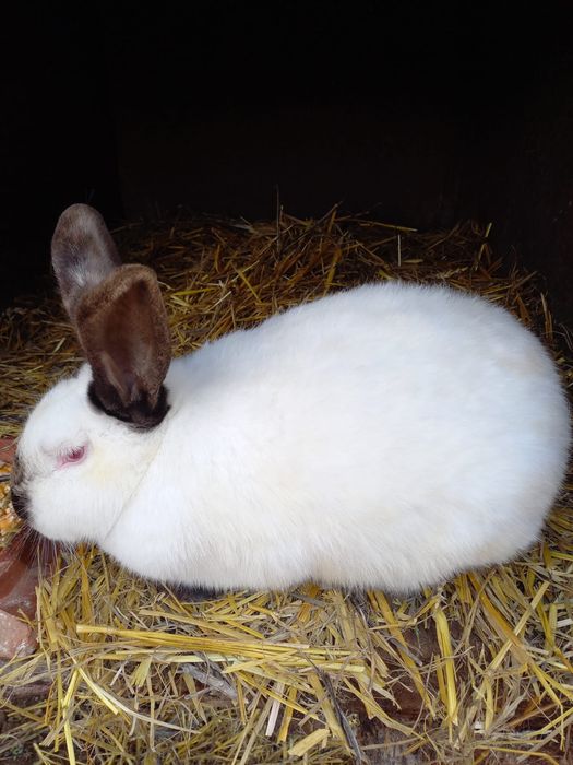 Vând iepuroaică California montată