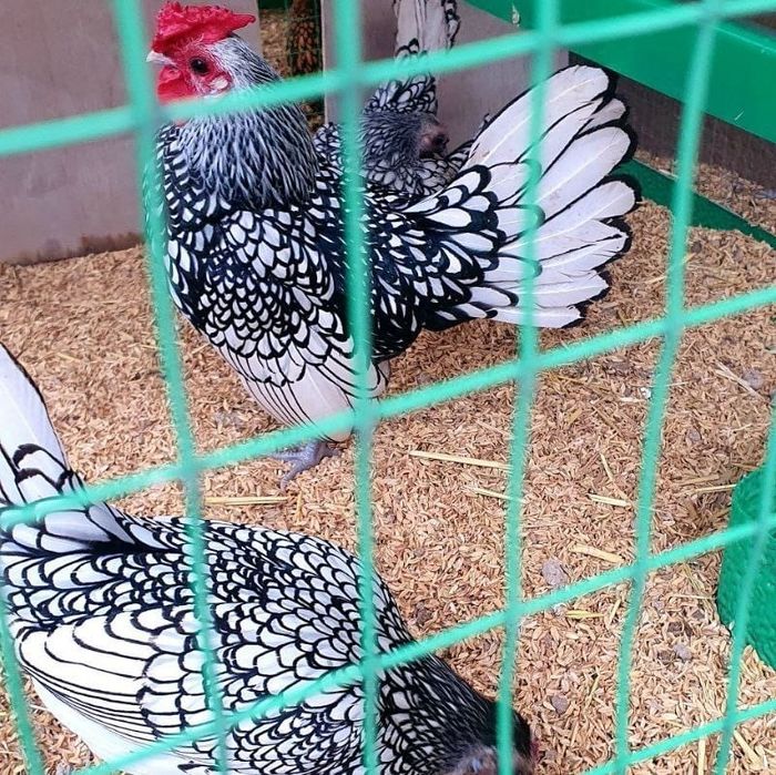 Инкубационные  яйца