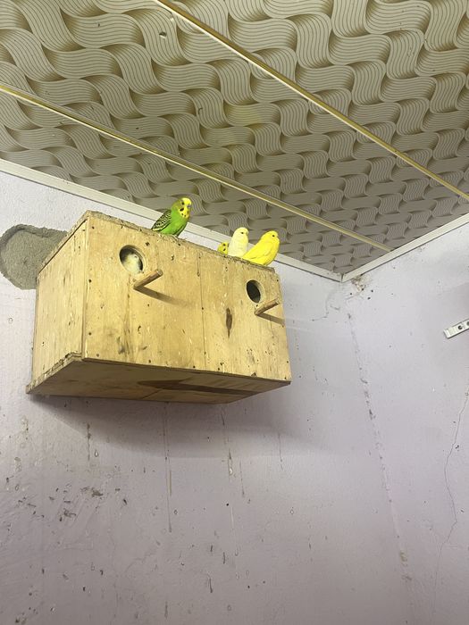 Волнистые попугай