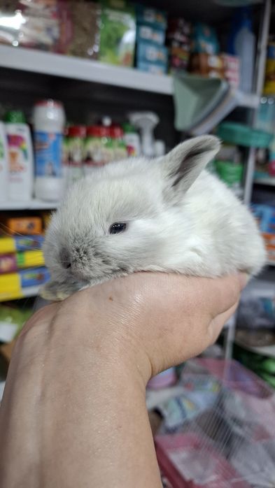 Карликовые кролики