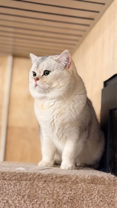 Продается пара котят муж жена для себя так и для вязки!