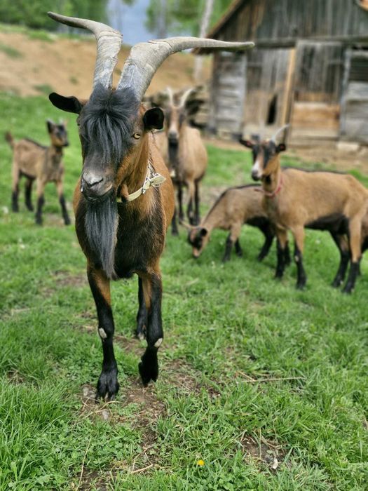 Vând țap alpin francez