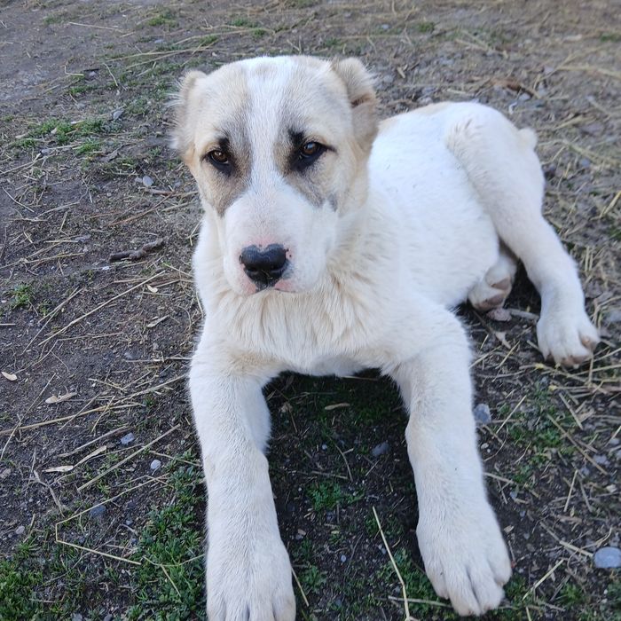 Сатылады күшік линиясы жақсы