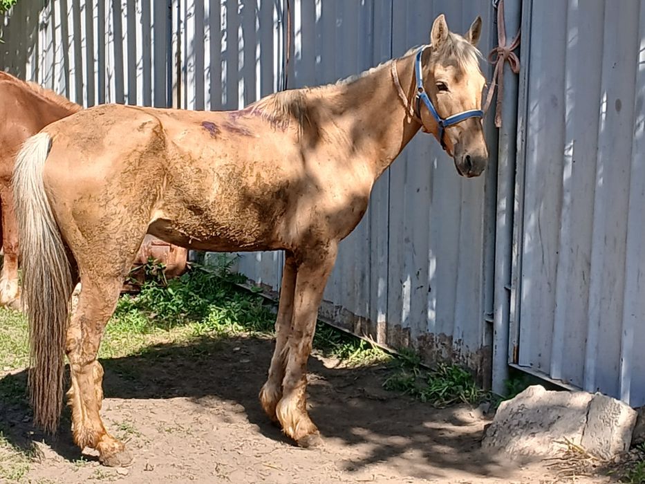 Айғыр сатылады  продам жеребца