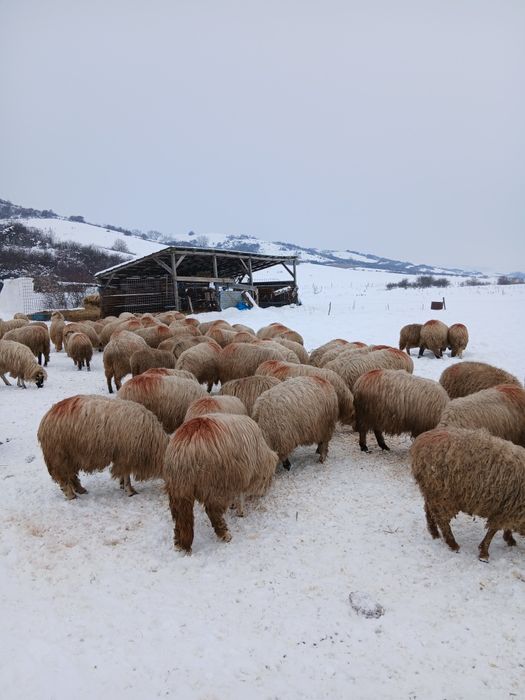 6oi tinere de vânzare.