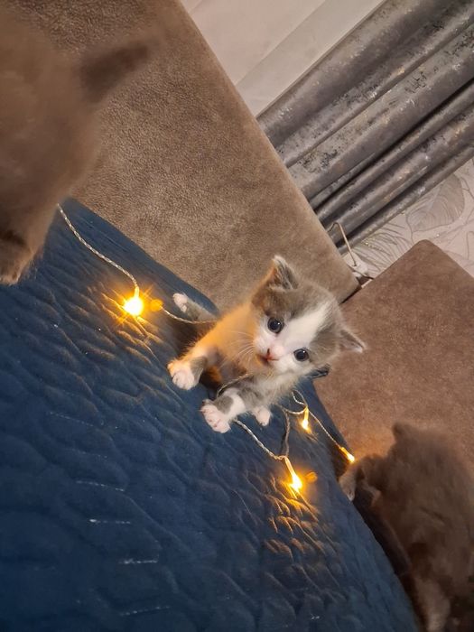 Отдам котят бесплатно.