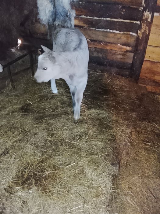 Продам телят бычки тёлочки