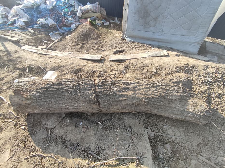 Продам стволы карагача.