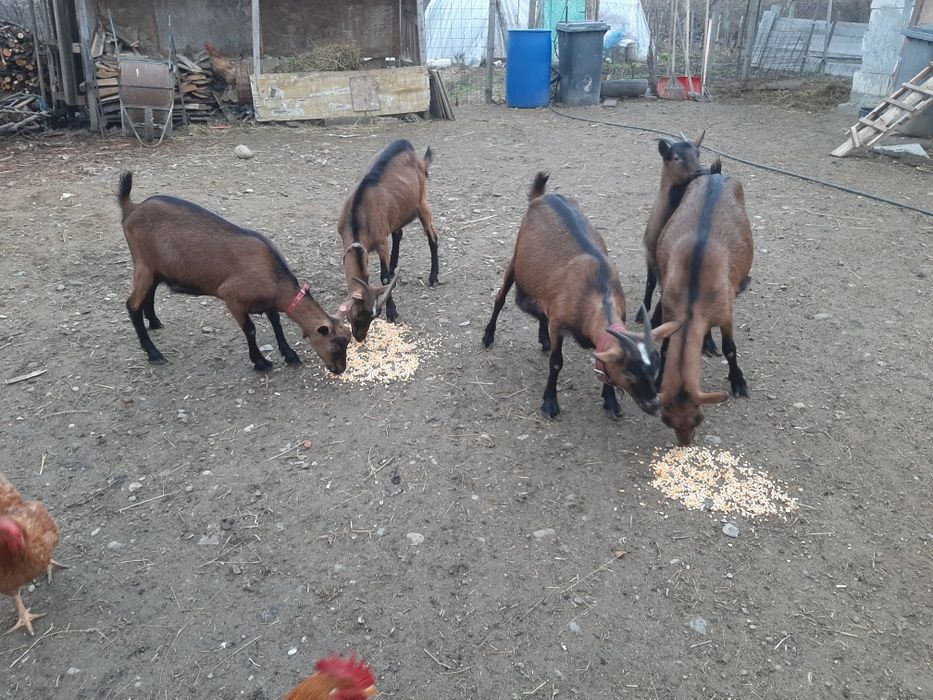 Vând capre de rasă