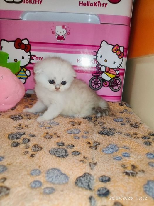 продам девочку скоттиш фолд серебристая шиншилла