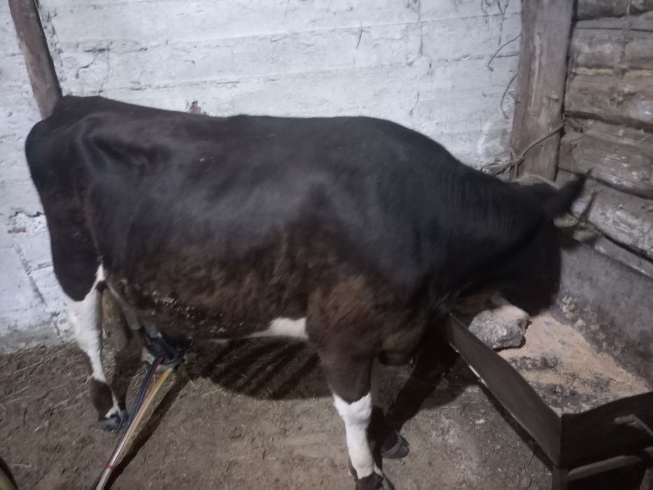 Продам дойных коров