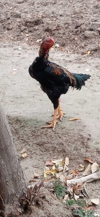 Дакан хуроз ва товук