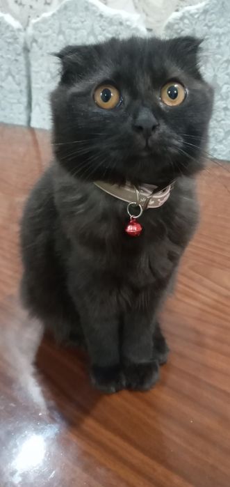 Скоттиш фолд  қиз  сотилади