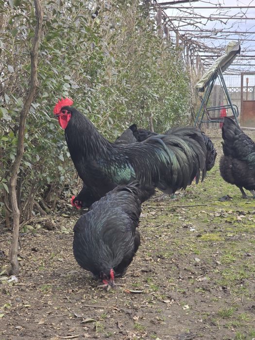 Pui australop negru
