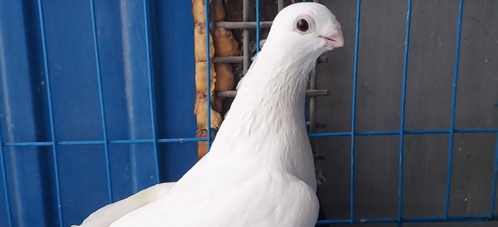 Голуби    Голуби