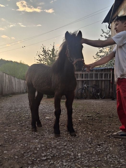 Vând ponei   cuminte  cu copiii