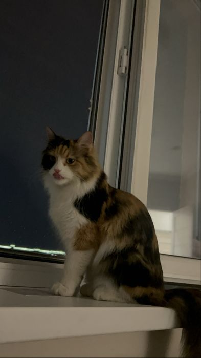 Котенок 8 месяцев ищет дом