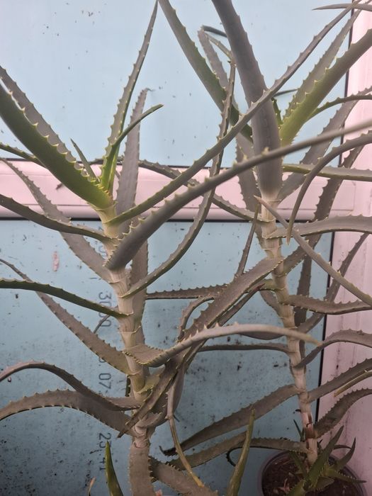 Vind Aloe Vera 5 ani