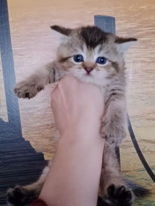 Девочка золотая Шиншила