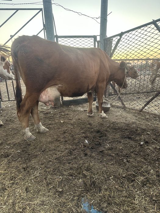 Продается корова