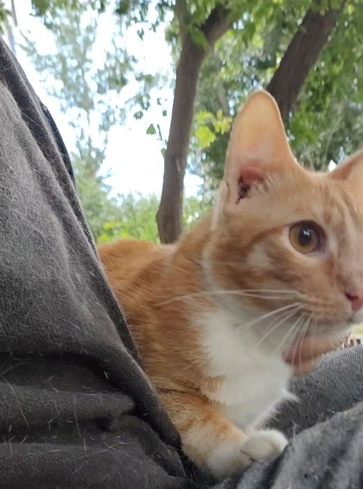 Кот, молодой, кастрирован