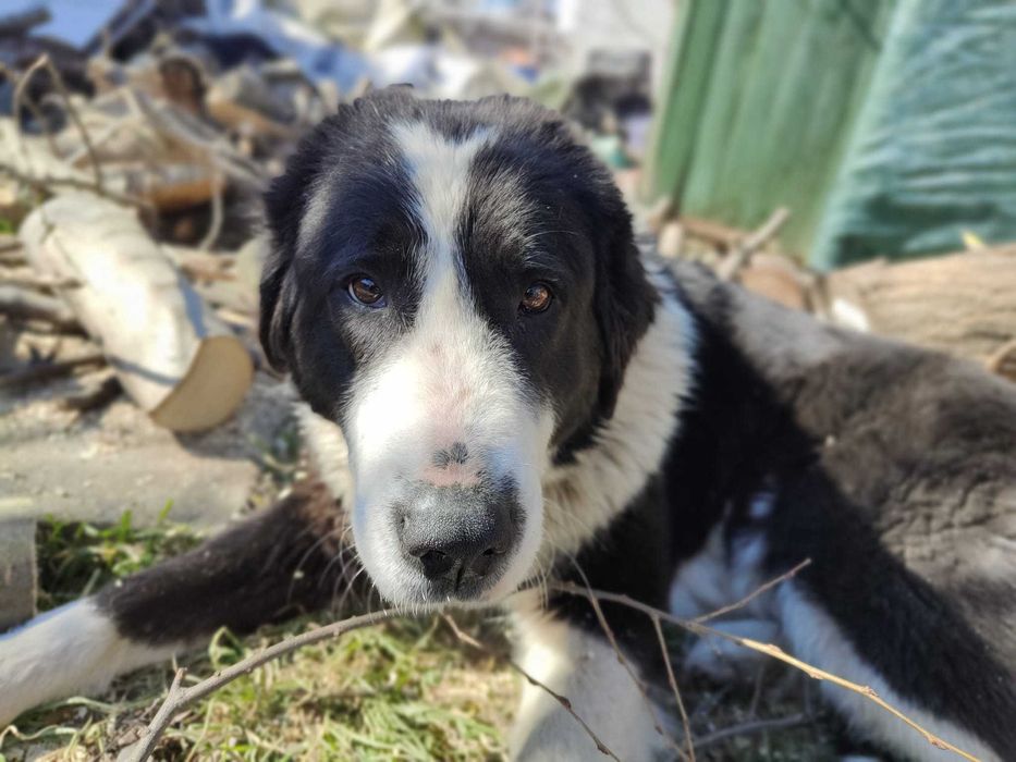 DONEZ pui Ciobanesc De Bucovina
