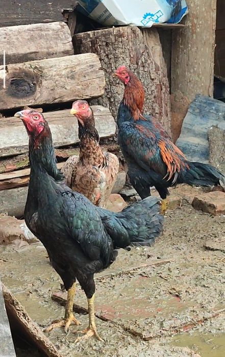 Бойтсовые даканы Семейка Продаётся