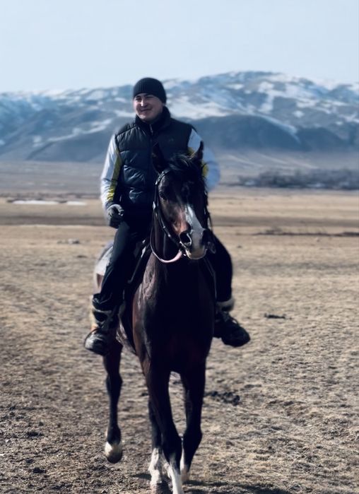 Бесті Айғыр таза қанды