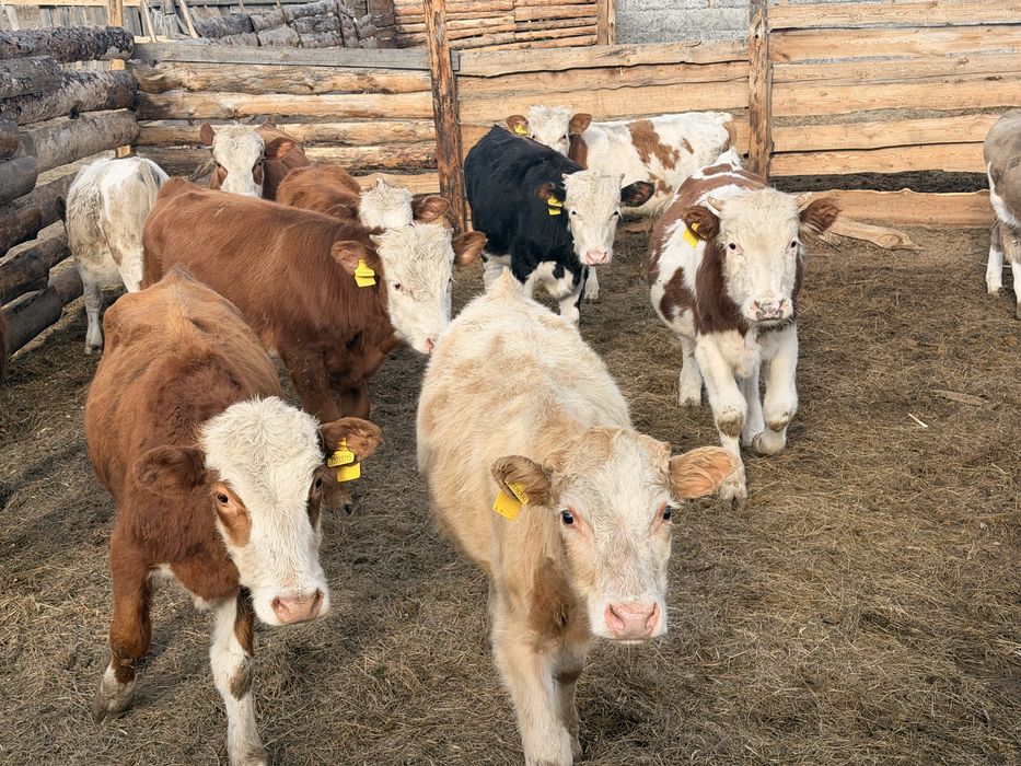Продам бычков 13 голов.