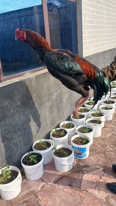 Продам бойцового петуха молодой