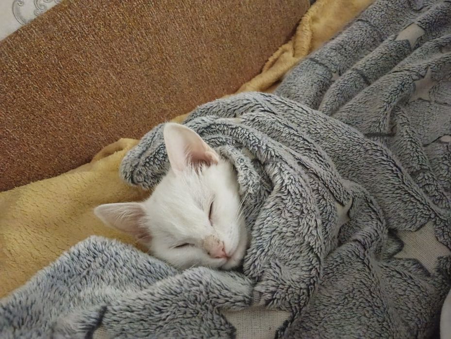 Продам котёнка девочка