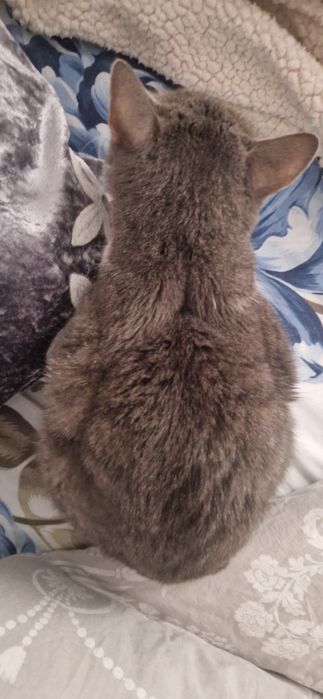 Отдам кошку в добрые руки