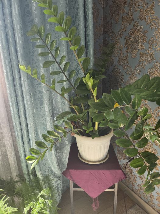 Продам замиокулькас
