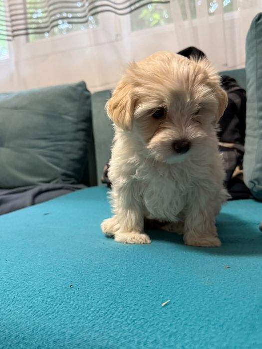Cățelușă bichon maltez