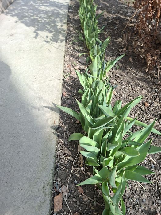 Луковицы тюльпана