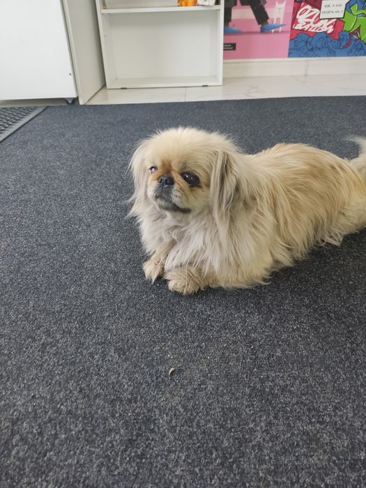 Пропала собака пекинесс