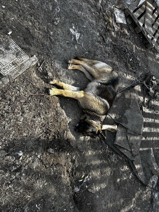 Овчарка сатылады