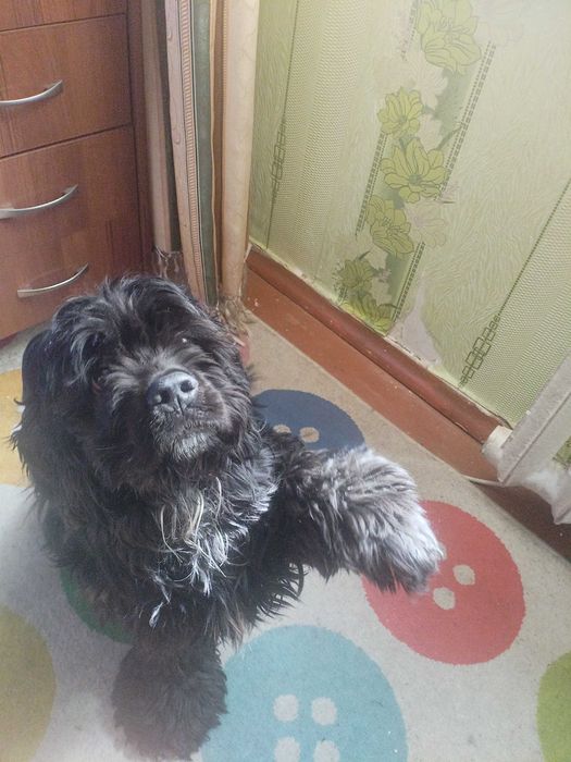 Продам американского кокер-спаниель