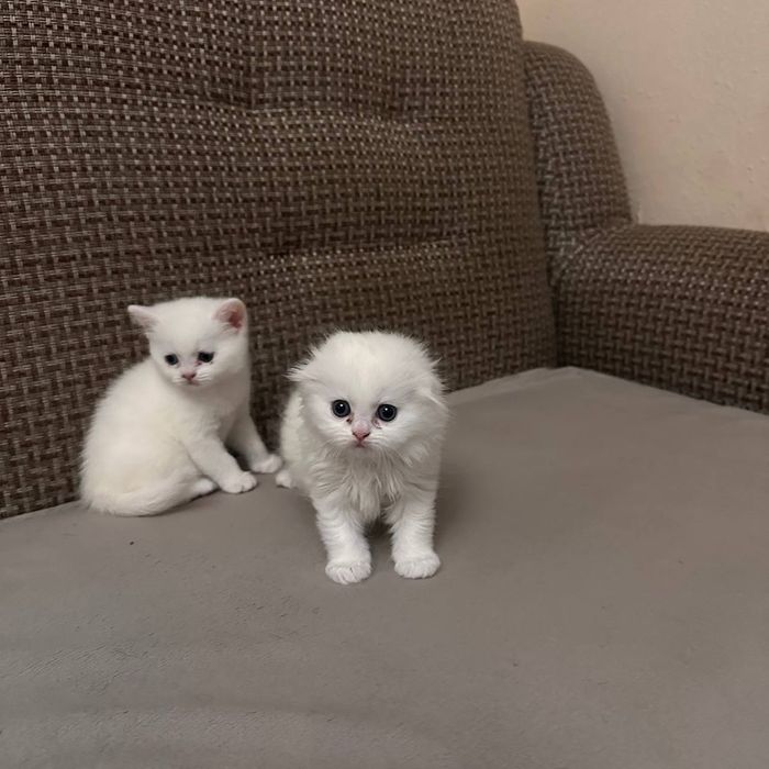 Вислоухие котята