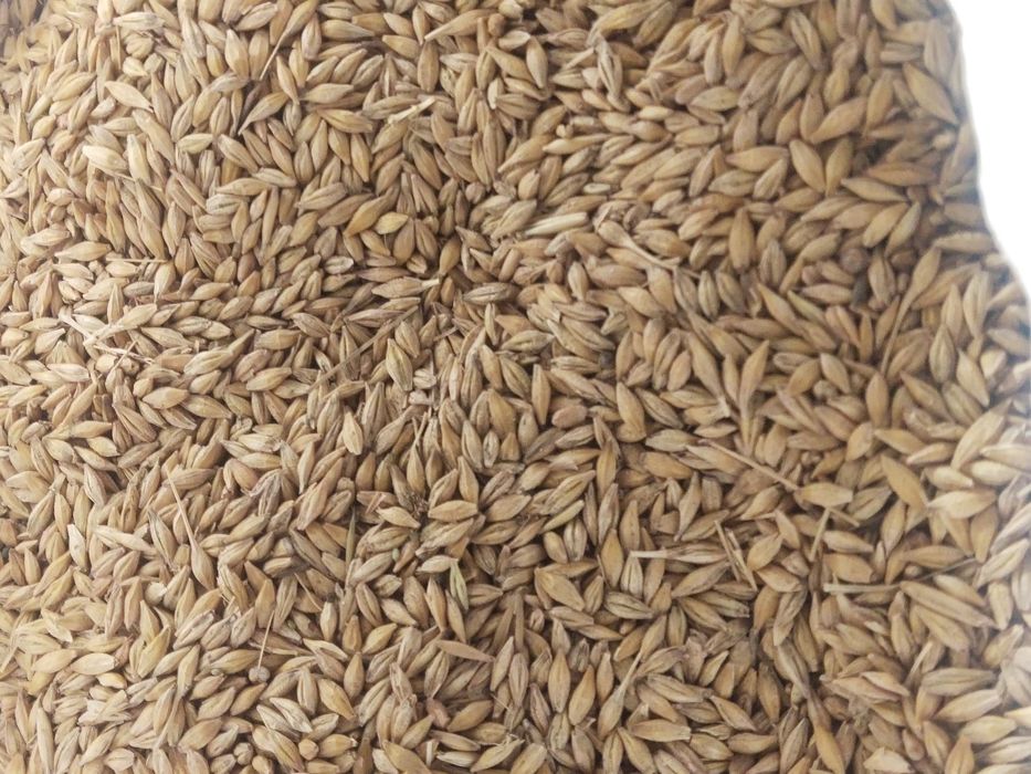 Продам ячмень пшеницу овес и отход.