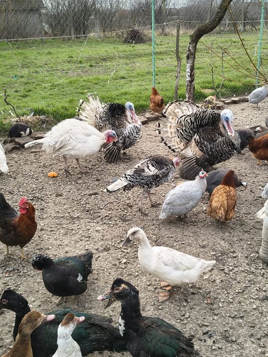 Curci, curcani,bibilici și rațe mute