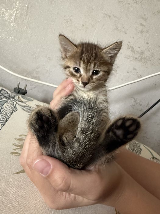 Котята 1 месяц и 15 дней