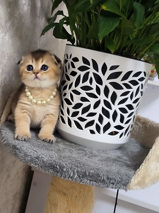 Чистокровные котята