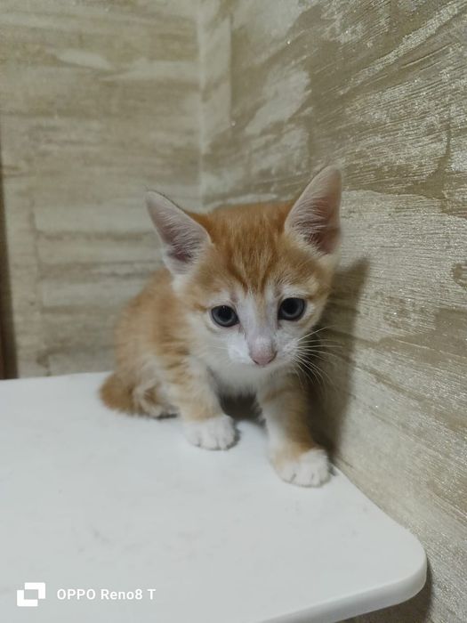 Котенок котята кошка